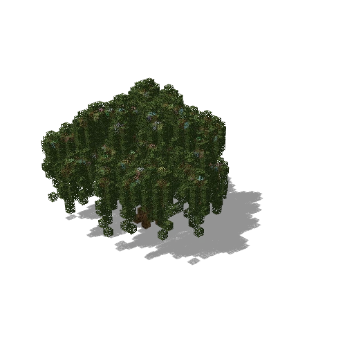 Medium oak 66