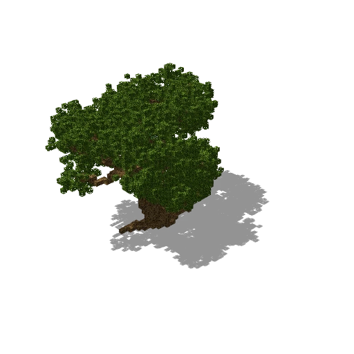 Large oak 20