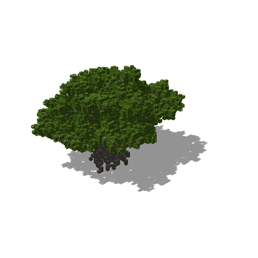 Large acacia 5