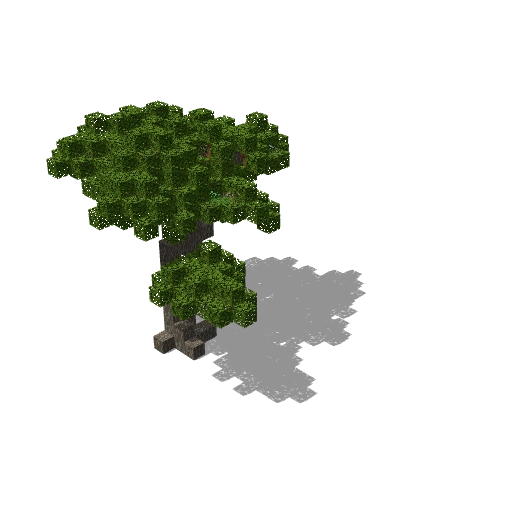 Medium acacia 15