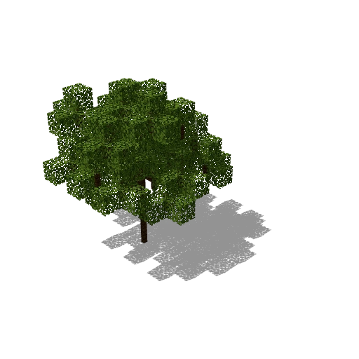 Tiny acacia 6