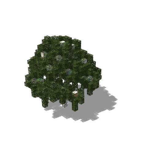 Medium birch 9