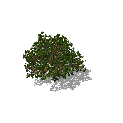 Large tree 1