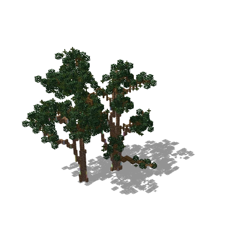 Tall tree 14