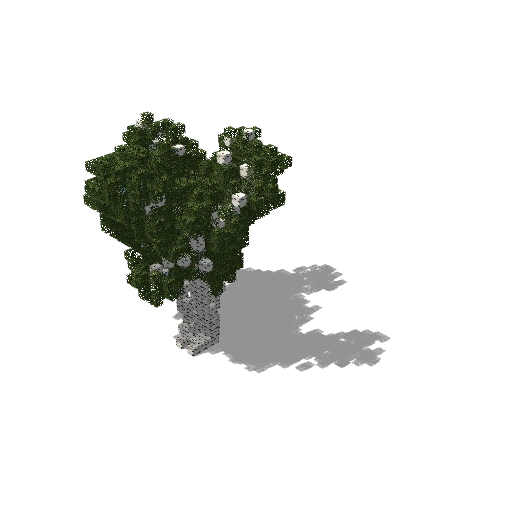 Medium birch 28