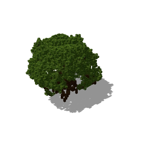 Large dark oak 6