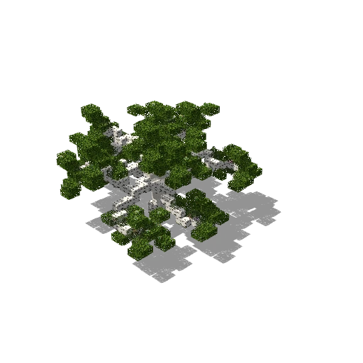 Large birch 1