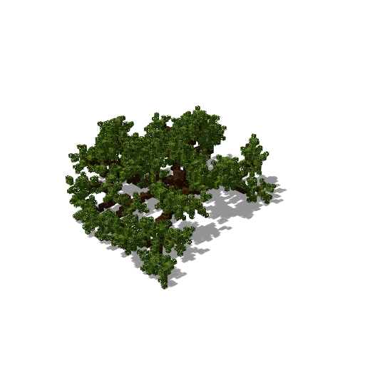 Large pine 12