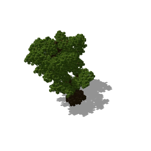 Large jungle tree 9
