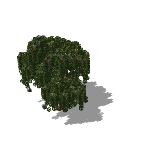 Large oak 36