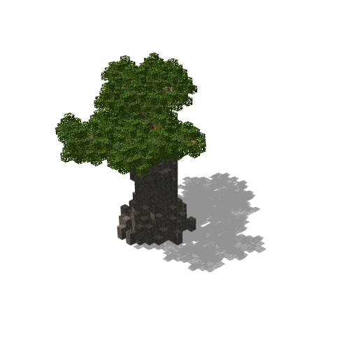 Large acacia 16