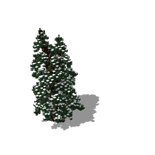 Snowy pine 4