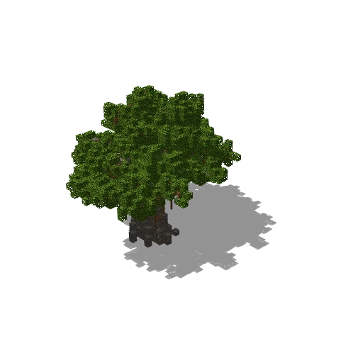 Medium acacia 7