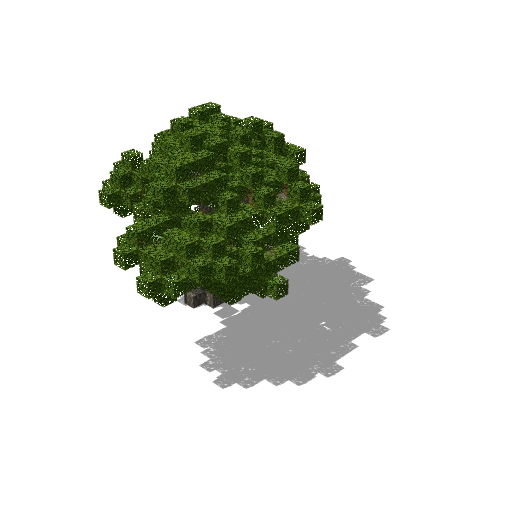 Medium acacia 13