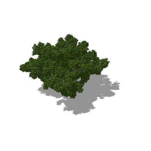 Large acacia 4