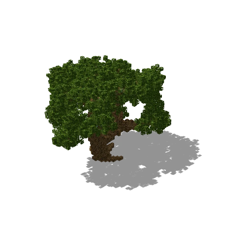 Large oak 19