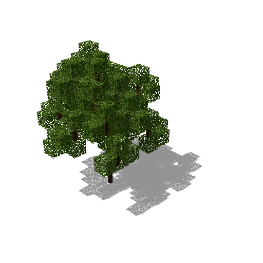 Tiny acacia 3