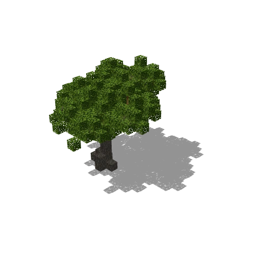 Medium acacia 12
