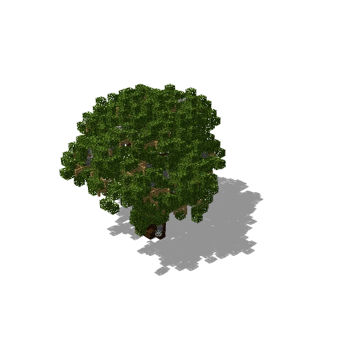 Large dark oak 1