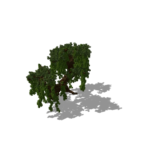Large pine 13