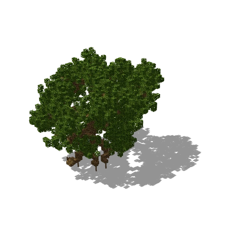 Large oak 32