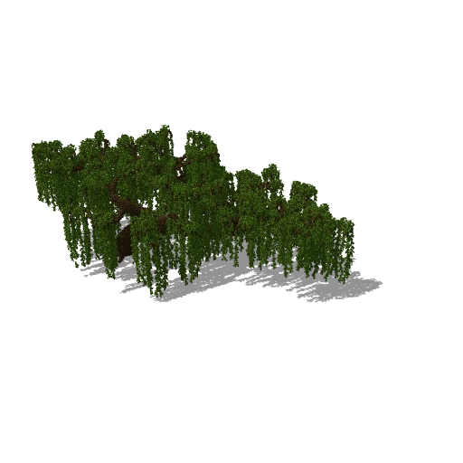 Huge tree 44