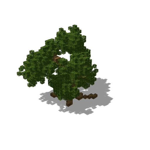 Medium pine 102