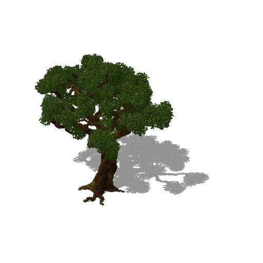 Huge tree 40