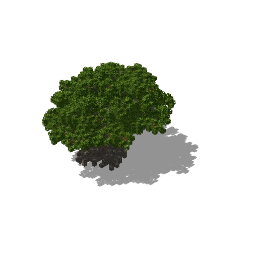 Large acacia 6