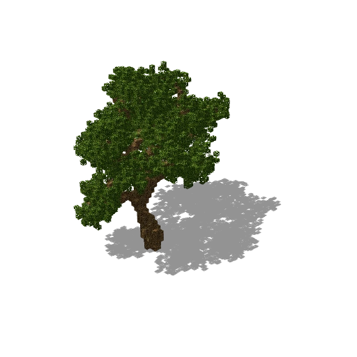 Large oak 25