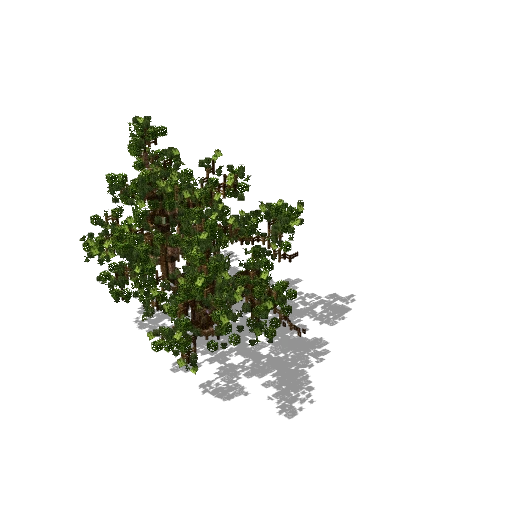 Light green tree 23