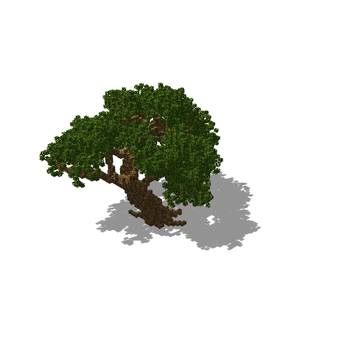 Large oak 21