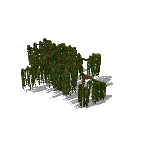 Huge tree 42