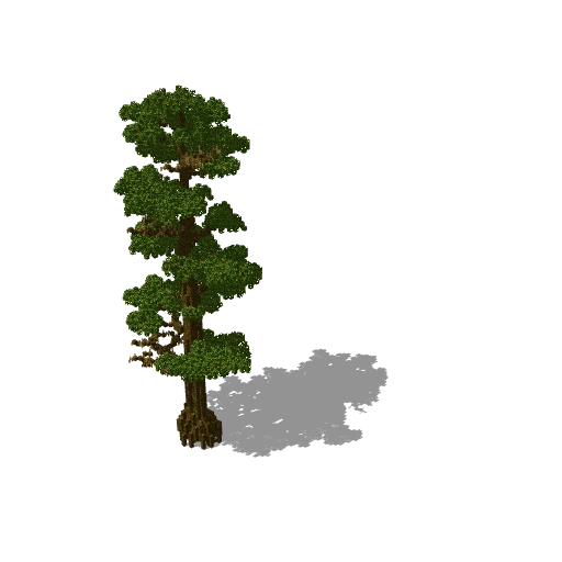 Large jungle tree 5