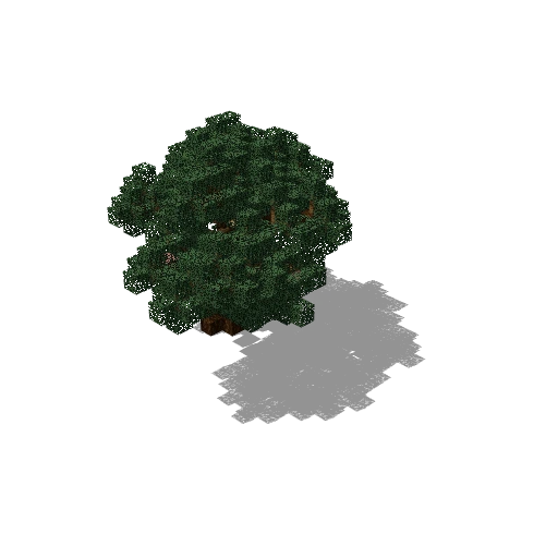 Medium pine 93