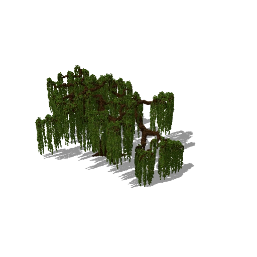 Huge tree 41