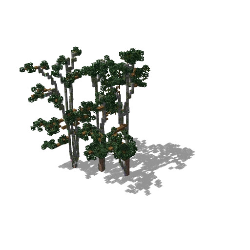 Tall tree 17